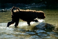 Picture of undocked poodle walking into water