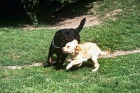 Picture of undocked rottweiler playing roughly with golden retriever