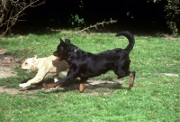 Picture of undocked rottweiler playing with golden retriever who is not so keen
