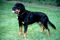 Picture of undocked rottweiler showing tail well