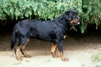 Picture of undocked rottweiler, side view