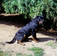 Picture of undocked rottweiler sitting 