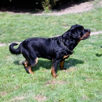 Picture of undocked rottweiler standing on grass