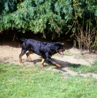 Picture of undocked rottweiler striding out