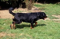 Picture of undocked rottweiler trotting along with high tail carriage