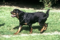 Picture of undocked rottweiler wagging tail, looking up laughing, on grass