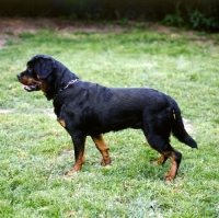 Picture of undocked rottweiler 