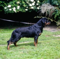 Picture of undocked rottweiler