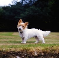 Picture of undocked rough coated jack russell terrier on short grass