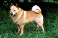 Picture of undocked schipperke, purple sage (ben)