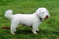 Picture of undocked sealyham terrier