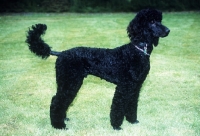 Picture of undocked standard poodle on grass
