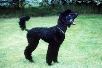 Picture of undocked standard poodle on grass yawning