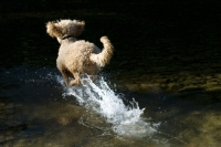 Picture of undocked standard poodle running into water