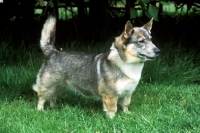 Picture of undocked swedish vallhund, misty 