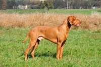 Picture of undocked Vizsla