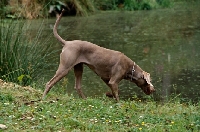 Picture of undocked weimaraner at water's edge