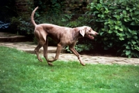 Picture of undocked weimaraner cantering