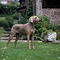 Picture of undocked weimaraner in a garden