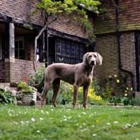 Picture of undocked weimaraner in front of a  house