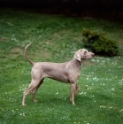 Picture of undocked weimaraner in pasture