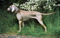 Picture of undocked weimaraner near flowers