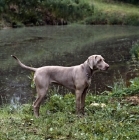 Picture of undocked weimaraner near water