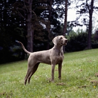 Picture of undocked weimaraner on hillside