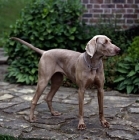 Picture of undocked weimaraner on paving