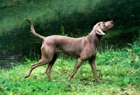 Picture of undocked weimaraner striding out, looking up