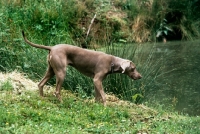 Picture of undocked weimaraner walking towards water's edge