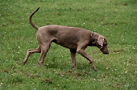 Picture of undocked weimaraner walking