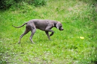 Picture of undocked Weimaraner, walking