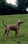 Picture of undocked weimaraner