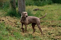 Picture of undocked weimaraner