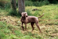 Picture of undocked weimaraner