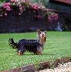 Picture of undocked yorkshire standing in a garden