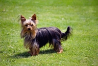 Picture of undocked yorkshire terrier in pet trim standing