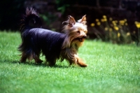 Picture of undocked yorkshire terrier walking across lawn