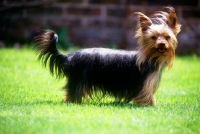 Picture of undocked yorkshire terrier