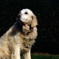 Picture of ungroomed, dirty golden retriever, in series with groomed