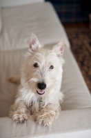 Picture of Ungroomed Scottish Terrier puppy on arm of sofa.