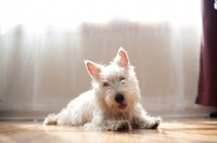 Picture of Ungroomed Scottish Terrier puppy laying on floor in sunshine.
