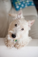 Picture of Ungroomed Scottish Terrier puppy on arm of sofa.