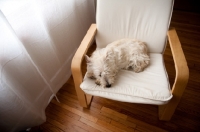 Picture of Ungroomed wheaten Scottish Terrier puppy lying on bentwood chair in front of window.