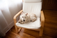 Picture of Ungroomed wheaten Scottish Terrier puppy lying on bentwood chair in front of window.
