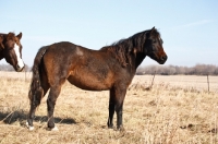 Picture of unkempt Morgan Horse in field