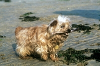 Picture of unkempt norfolk terrier carrying a stick on the beach