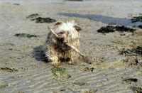 Picture of unkempt norfolk terrier playing with stick on the beach