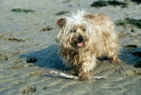Picture of unkempt norfolk terrier with flying ears playing on beach with stick